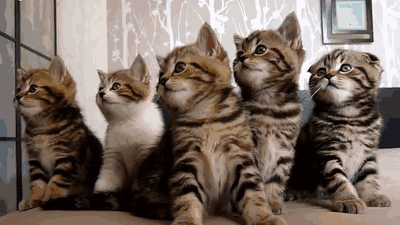404 Kittens